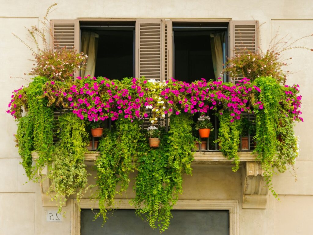 Balkon çiçekleri 